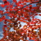 輝きの紅葉
