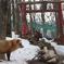 きつねと鳥居と