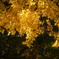 DSC09448