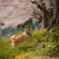 桜と愛犬アズキ❁︎