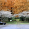秋桜