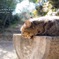 猫様の休日*
