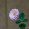 ピンクの花