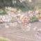 桜ふわふわ