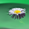 水に浮かぶ1輪の花と影