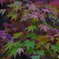 紅葉