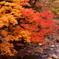 九頭龍川の源流の紅葉