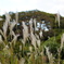 小石川植物園２