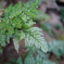 小石川植物園4