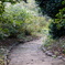 小石川植物園7