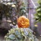 庭の一輪の薔薇
