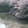 日本の風景 桜