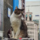 銀座の人気者