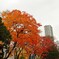 札幌の街　今秋最後のひと燃え　Ⅵ