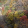 信州高山村松川の紅葉