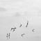Birds Flying