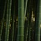北松戸 安房須神社 竹林