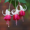 フクシアの花