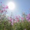 秋桜