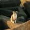 吾輩は猫である