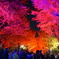 金葉祭