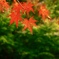 紅葉狩