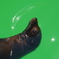 平川動物園
