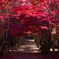 今年の紅葉のトンネル