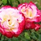 薔薇