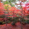もみじ谷の紅葉　赤１
