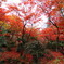 もみじ谷の紅葉　赤２