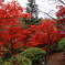 もみじ谷の紅葉　赤３