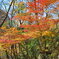 紅葉日和