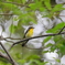 京都御苑の野鳥　キビタキ（9月）