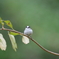 京都御苑の野鳥　エナガ（9月-3）