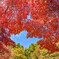 紅葉ウインドー