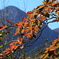 紅葉と御在所岳