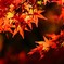 通谷池の紅葉