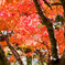 紅葉のスタート