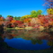 用作公園の紅葉