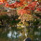 京都円山公園の鳥と紅葉