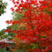 白水阿弥陀堂の紅葉