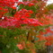 白水阿弥陀堂の紅葉