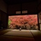 安国寺のドウダンツツジ