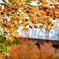 安国寺の紅葉