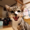 にゃー