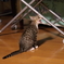 にゃー　その２