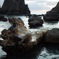 海と大木