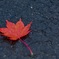 紅葉 朝里ダム