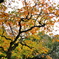 紅葉柿